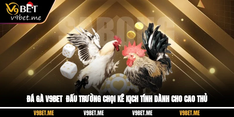 Đá Gà V9BET - Đấu Trường Chọi Kê Kịch Tính Dành Cho Cao Thủ